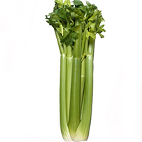 morphologie-celeri-maigrir